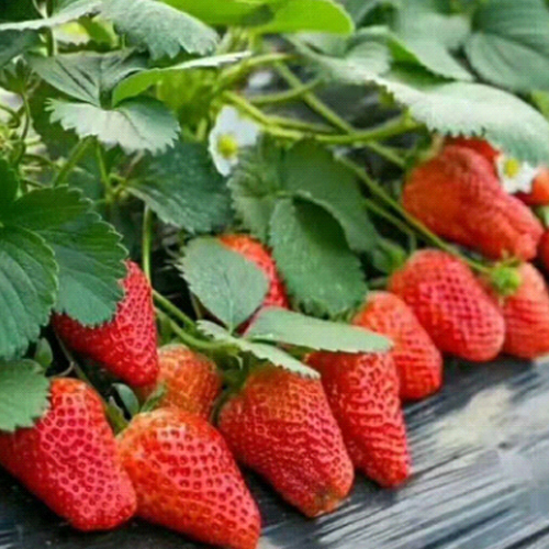 杭州草莓園